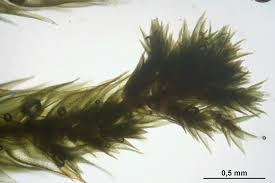 Attēlu rezultāti vaicājumam “Platygyrium repens”