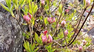 Attēlu rezultāti vaicājumam “Rhododendron canadense”