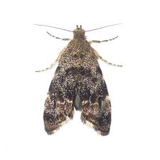 Attēlu rezultāti vaicājumam “Eudonia lacustrata”