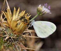 Attēlu rezultāti vaicājumam “Leptidea sinapis”