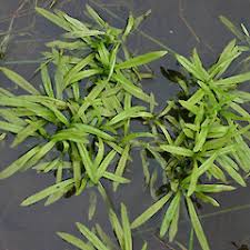 Attēlu rezultāti vaicājumam “Myosotis laxa subsp. baltica”