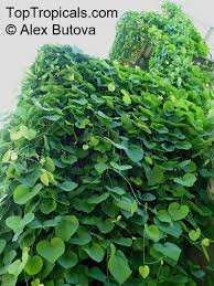 Attēlu rezultāti vaicājumam “Aristolochia durior”