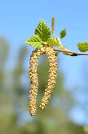 Attēlu rezultāti vaicājumam “Betula pubescens flower”