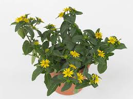 Image result for Sanvitalia procumbens