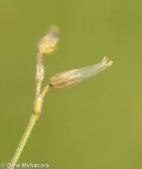 Attēlu rezultāti vaicājumam “Cerastium holosteoides fruit”