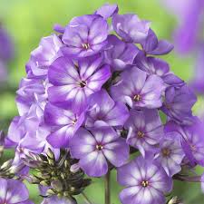 Image result for Phlox paniculata `Sweet Summer`