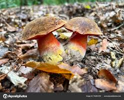 Attēlu rezultāti vaicājumam “Sutorius luridiformis”