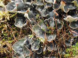 Attēlu rezultāti vaicājumam “Peltigera extenuata”