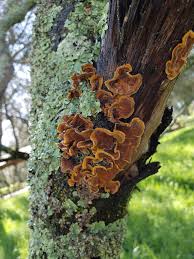 Attēlu rezultāti vaicājumam “Stereum hirsutum”