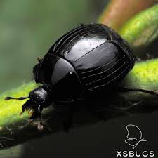 Attēlu rezultāti vaicājumam “Histeridae”