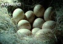 Attēlu rezultāti vaicājumam “Erithacus rubecula eggs”