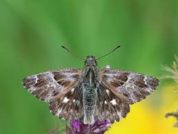 Attēlu rezultāti vaicājumam “Carcharodus floccifera”