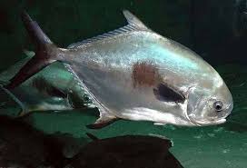 Image result for Trachinotus falcatus