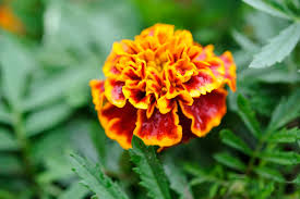 Image result for Tagetes patula