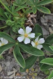 Attēlu rezultāti vaicājumam “Potentilla alba”