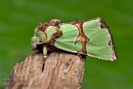 Attēlu rezultāti vaicājumam “Staurophora celsia”