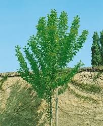 Attēlu rezultāti vaicājumam “Populus x berolinensis leaf”