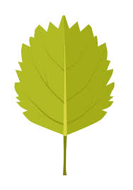 Attēlu rezultāti vaicājumam “Betula humilis leaf”