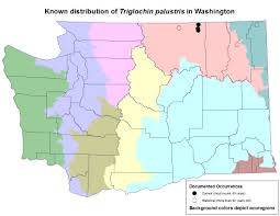 Attēlu rezultāti vaicājumam “Triglochin palustre fruit”