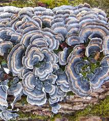 Attēlu rezultāti vaicājumam “Trametes versicolor”