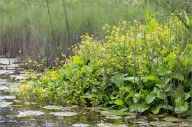 Attēlu rezultāti vaicājumam “Rorippa amphibia”