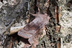 Attēlu rezultāti vaicājumam “Orthosia opima”