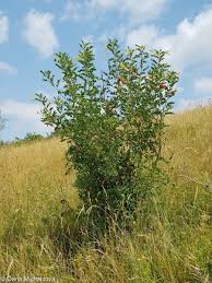 Image result for Colutea arborescens