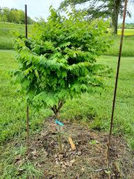 Attēlu rezultāti vaicājumam “Gymnocladus dioicus”