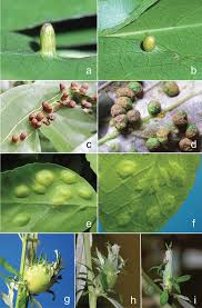 Attēlu rezultāti vaicājumam “Rabdophaga heterobia”