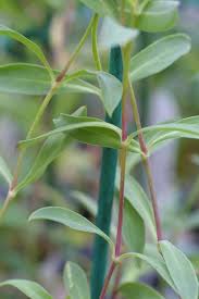 Image result for Silene vulgaris