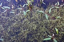 Attēlu rezultāti vaicājumam “Charales”