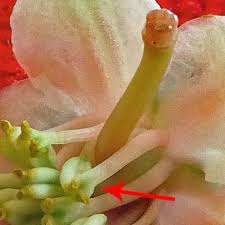 Attēlu rezultāti vaicājumam “Pyrola rotundifolia flower”