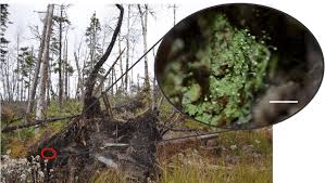 Attēlu rezultāti vaicājumam “Chaenotheca furfuracea”