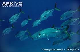 Image result for Caranx latus