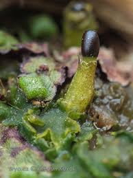 Attēlu rezultāti vaicājumam “Aneura pinguis”