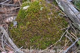 Attēlu rezultāti vaicājumam “Mnium”