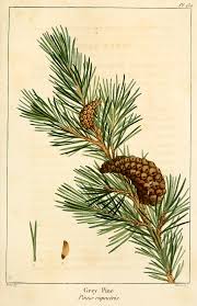 Attēlu rezultāti vaicājumam “Pinus banksiana”