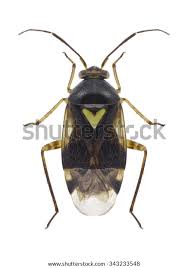 Attēlu rezultāti vaicājumam “Orthops basalis”