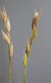 Attēlu rezultāti vaicājumam “Danthonia decumbens bud”
