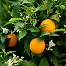 Bildergebnis für clementine