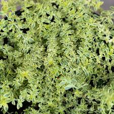 Attēlu rezultāti vaicājumam “Herniaria glabra flower”