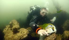 Image result for Chiltern Divers