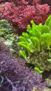 Attēlu rezultāti vaicājumam “Lycogala botrydium macro”