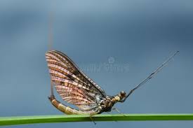 Attēlu rezultāti vaicājumam “Ephemera vulgata”