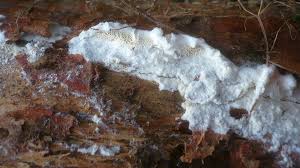 Attēlu rezultāti vaicājumam “Postia rennyi”