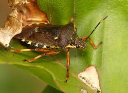 Attēlu rezultāti vaicājumam “Pinthaeus sanguinipes imago”