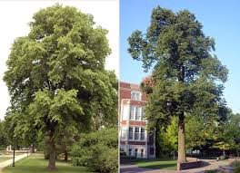 Attēlu rezultāti vaicājumam “Tilia americana”