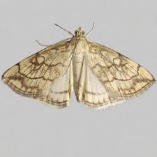 Attēlu rezultāti vaicājumam “Evergestis pallidata”