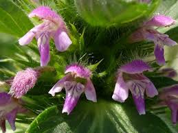 Attēlu rezultāti vaicājumam “Galeopsis bifida”