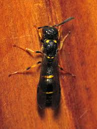 Attēlu rezultāti vaicājumam “Symmorphus sp.”